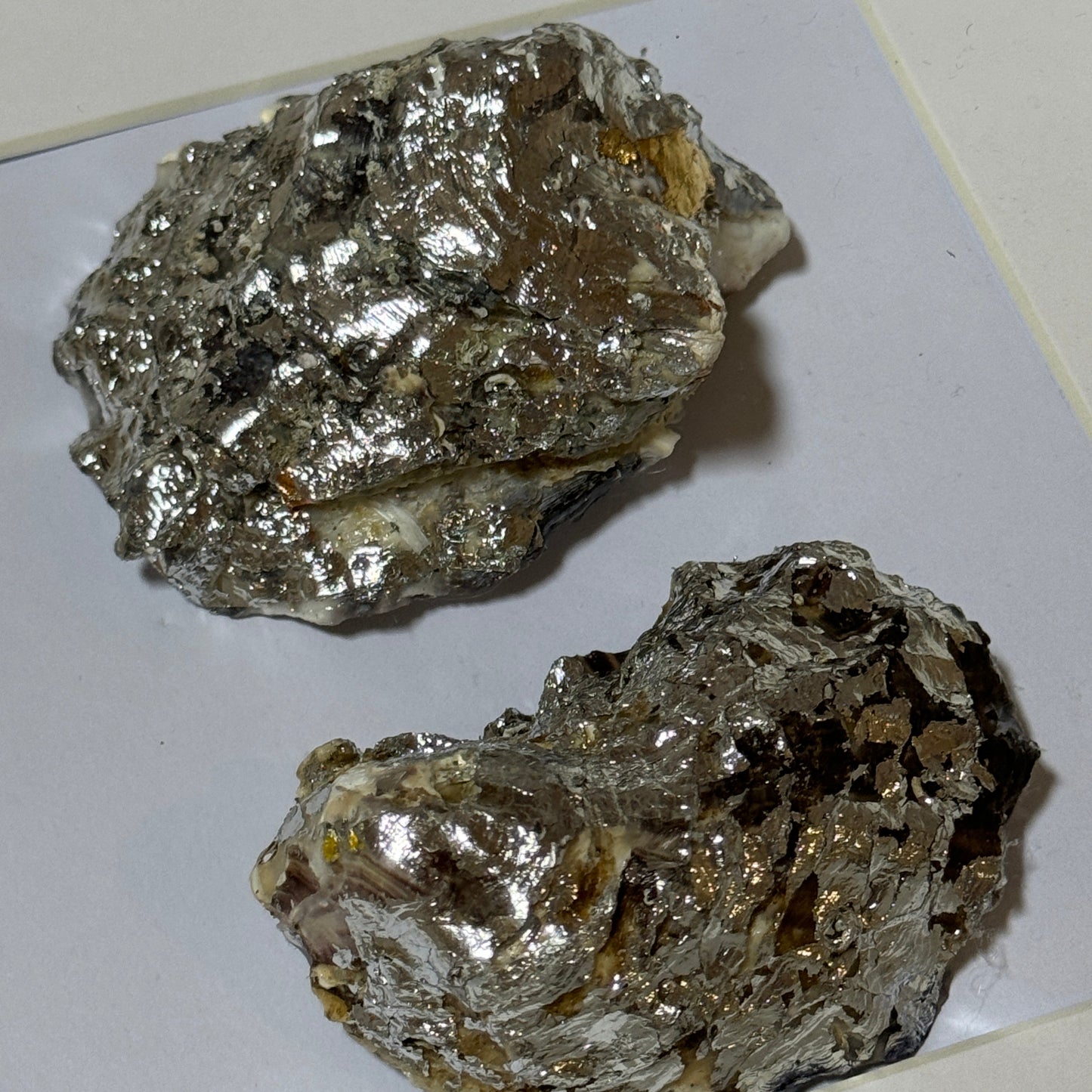 Two silver oyster shells framed in white square frame – Lily Glow Home Decor